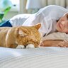 猫が『一緒に寝たい』と思う人に共通する特徴4選　添い寝してもらうためにできることはある？