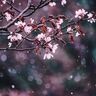 これが本当の「桜吹雪」　あっという間の見頃をとらえた写真11選【北海道の絶景・十勝】