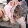 『サロンで大絶叫していた猫』が２年間通い続けた結果…驚きの"変化"が凄すぎると8万再生の反響「ホントびっくり」「本当にすごい」の声