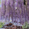 【京都】砂ずりの藤が美しい