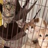 「全員戦闘態勢ｗ」業者さんが家に来た結果、3匹の猫が……笑っちゃうほど可愛すぎる反応が32万再生「私も業者になりたい」「目線好きｗｗ」