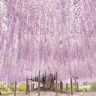 「ふじのはな物語」は樹齢160年超の大藤ほかさまざまな藤が咲き誇る、栃木県足利市・あしかがフラワーパークの一大イベント！【4月13日～5月15日】