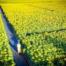 【絶景ドローン旅】見渡す限りの”ひまわり”につつまれて（北海道