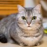 猫が『愛している人限定』でする3つの行動　見たことがなければ関係を見直してみるべき？