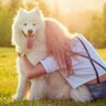 犬が飼い主に『背中を向ける』心理5選　愛犬がおしりをくっつけてきたときの適切な対応とは？