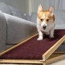 犬との生活に潜んでいるトラブル4つ　愛犬を危険な目に合わせないためにできることとは