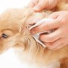 犬が『耳掃除を拒否する』4つの心理　嫌がってしまう原因からお手入れの注意点まで