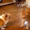 初対面のワンコが気になって仕方ない猫→猛アタックしていたら、同居犬が…まさかの『素敵すぎるやり取り』が113万再生「天才」「感動した」