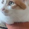 スリッパのところにいる猫の『前足』を見てみたら…思わずニヤける光景に7万4000いいねの反響「めっちゃ良いｗ」「温めておきました」