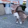 路上で見つけた『毛のないガリガリの猫』を家族に迎えた結果…劇的すぎるビフォーアフターに涙する人が続出「感動しました」「あんたら最高や」
