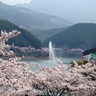 熊本県の桜の名所・お花見スポットおすすめ9選－2024年はどこの桜を見に行く？