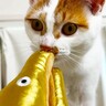 猫に不人気な『ウツボのおもちゃ』→ママが遊んでもらおうと『プレゼン』したら…予想外の可愛すぎる結末に「ウツボさん…」「宣伝効果あったｗ」