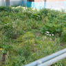 高松町ミニ植物園！立川通りぞい・高松町の元『玉屋本店』跡地の更地が草ボーボーになってる【立川フォト】