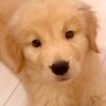 体重3キロの『大型犬の赤ちゃん』→たった3ヶ月後…驚きを隠せない『衝撃的すぎる成長』が15万再生「巨大化すごい」「7倍ｗｗ」と絶賛