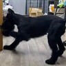 大きいダンボールが手に入ったので『大型犬とかくれんぼをしてみた』結果…絶対にごまかせない光景が63万再生「想像以上にデカかったｗ」