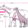 史上最大の陸上哺乳類は角をもたないサイとは？【眠れなくなるほど面白い