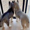 窓際に並んだ『小さな２匹のハスキー犬』が成長した結果…愛おしすぎる『ビフォーアフター』に「大きくなっても可愛い」「たまらん」と絶賛