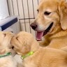 ぬいぐるみのような赤ちゃん犬がじゃれ合っていたら、お母さん犬が…優しい世界すぎる『尊い光景』に2万7000いいね「癒やされた」「幸せそう」
