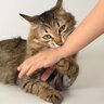 猫が『絶対に触らないで！』と思っている体のパーツ3選とその理由　嫌がっているサインも解説