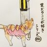 柴犬あるある、隠れているつもりでも全然隠れられていないとこ