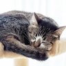 猫の『体調不良』を知らせる寝姿2選　ぐっすり快眠中とはどう違う？他に見るべき症状は？