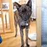 犬が『4年間守っていた約束』を破った理由…健気すぎる『まさかの行動』に感動の声「なんか涙出た」「なんて優しいんだ」と14万再生を突破