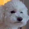 娘が帰省→明け方、犬が部屋にいると思ったら…とてつもなく尊い『起きて』と話しかけてくる光景が96万再生　寂しそうに鳴く姿に思わず悶絶