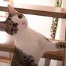 『虫』を見つけた猫…表情の変化が可愛すぎると7万3000再生を突破「元からお目目まんまるなのに」「虫みてるだけなのに可愛いｗ」の声