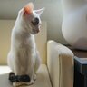 猫が『しっぽでくるりと前足を隠している』ときのワケ3つ　かしこまったポーズで何が言いたいの？