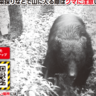 【道路上に出没】新潟県加茂市でクマの目撃情報