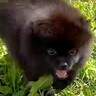 『こんなにも小さくてコロコロしていた子犬が…』１年後→予想を遥かに超える『ビッグサイズに成長する光景』に「10キロｗ」「可愛い」の声