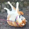 『な、なにしてるの？』犬を散歩に連れていった結果…人間では考えられない『謎過ぎる行動』が68万再生「あるある」「ほんと犬って可愛いｗ」