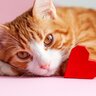 あなたの愛猫は大丈夫？『愛情不足』な猫が見せる仕草・行動7選