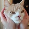 猫好き夫婦が『猫と暮らし始めた9割の人が感じる事』を発表したら…幸せすぎる結論に「いい言葉ですね」「本当にそう思います」共感の声多数