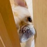 『ママお出かけしてくるから』と犬に報告したらそっけない対応で…帰宅後に見せた『愛おしい光景』に「反応がｗ」「キュンキュン止まらん」の声