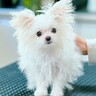 ボサボサに伸びた犬の毛をカットしたら…『まるで赤ちゃん？』子犬のようになるビフォーアフターが話題に「妖精さんかな？」「癒やされた」と悶絶