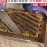 篠栗の自然が生んだ黄金の雫！希少な「日本蜜蜂」のはちみつ（篠栗町）【ふるさとWish】
