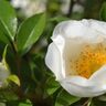 北国の野バラともいわれる「ハマナス（浜茄子・浜梨）」