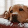 愛犬がガッカリする『飼い主の言動』6つ　何気ない振る舞いが原因で信頼を失ってしまうかも？