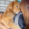 大型犬とハグした結果…絶対に譲れない『まさかのこだわり』が可愛すぎると166万再生「諦めるの最高にかわいい」「争奪戦ｗ」海外からも絶賛