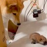 赤ちゃん犬が脱走→母犬が必死に連れ戻そうと…愛を感じる『素敵すぎる光景』が123万再生「母は偉大なり」「そっと触るの可愛い」と感動