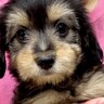 『ブラックタンの赤ちゃん犬』をお迎え→数年後…もはや別犬種な『まさかのビフォーアフター』に「こんなに変わるんだ」「うちも全く同じ」の声