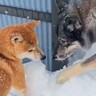 おもちゃを隙間に落としてしまった犬→まさかの『狼犬が秒速で駆けつける光景』がカッコよすぎると8万いいね「去り際も最高」「泣ける」と絶賛