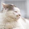 愛猫の『介護』を始めたほうがいいのはいつ？逃したくない4つのタイミング