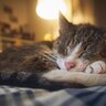 猫の飼い主さんが『後悔しがちな4つのこと』チャンスを逃さずやっておくべきこととは？