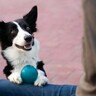 犬が『飼い主と一緒にしたい』と思っていること4つ　よりよい関係を築くためのポイントをご紹介