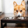 犬が『はやくごはんを食べたい』ときにする行動6選　問題行動に発展しないよう注意すべきこととは？