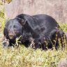 【早朝の民家付近に出没】新潟県阿賀町でクマの目撃情報