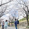 大妻女子大学で桜満喫　29日・30日