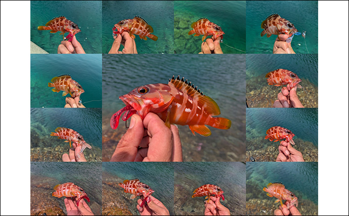 田村釣具　羽太　アカハタ エギングロッド流用のハタゲーム釣行で35cm超アカハタ手中【三重